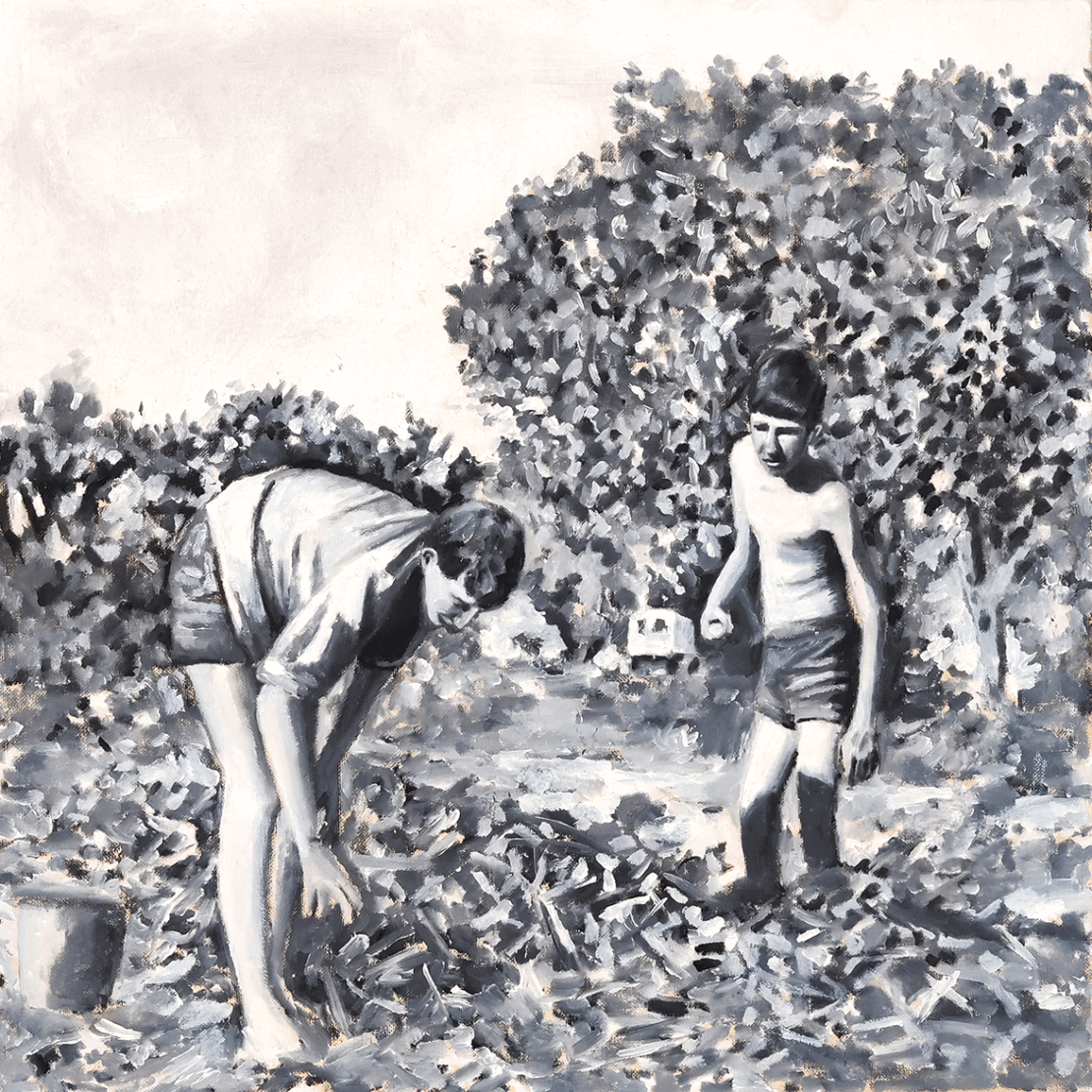 Harvesting Olive Trees